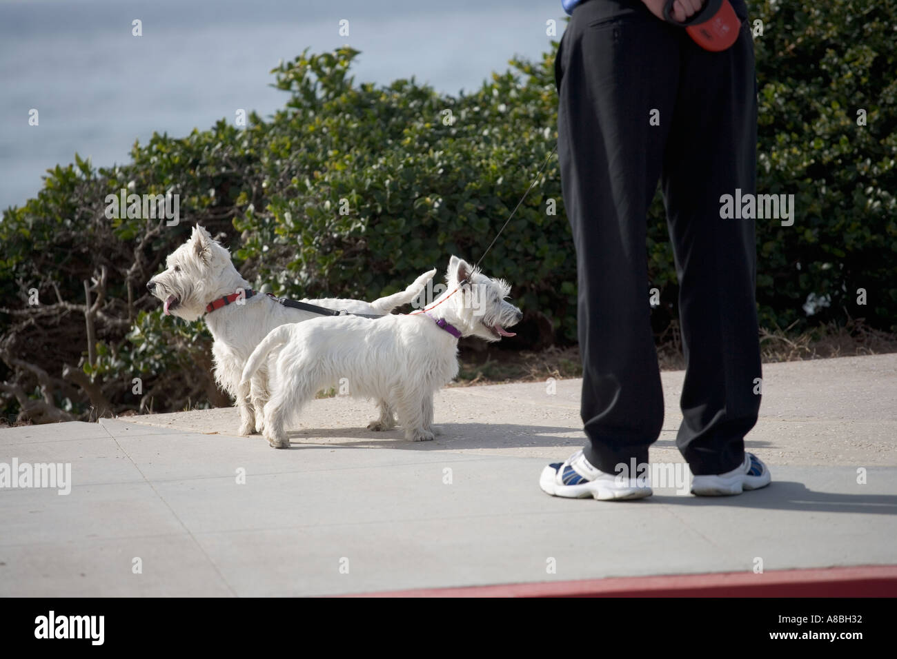 Zwei weiße Verkleidung gegenüber der jeweils anderen und Besitzer s Schuhe Mimick Hunde Haltung Stockfoto