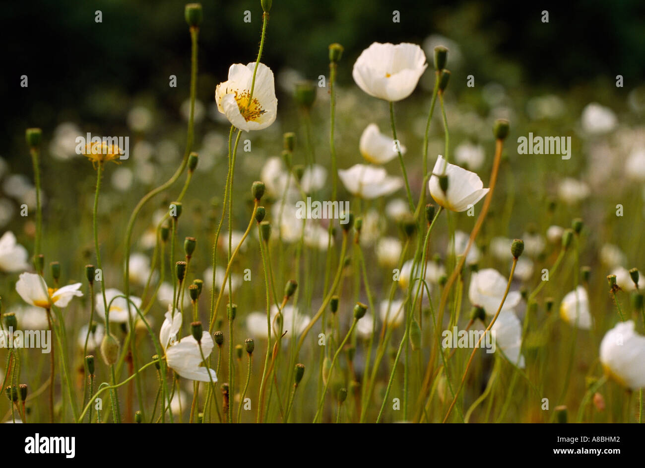 wilde Blumen Stockfoto