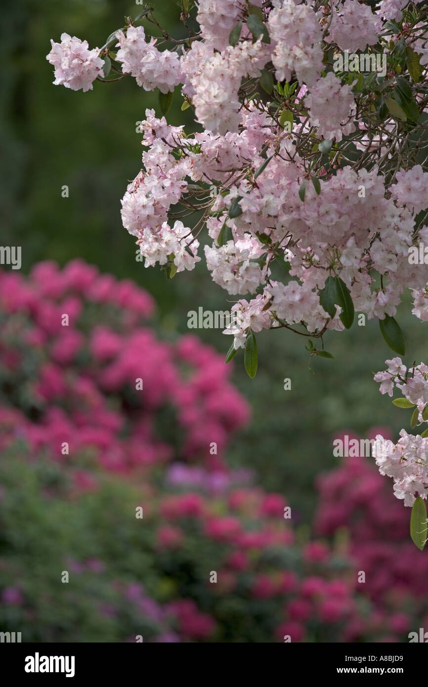 Rhododendroms Ashridge Hausgärten Hertfordshire UK Mai Stockfoto