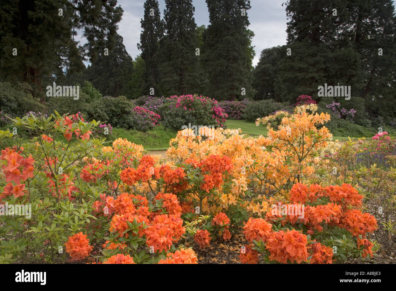 Ashridge House Gardens Hertfordshire Stockfoto