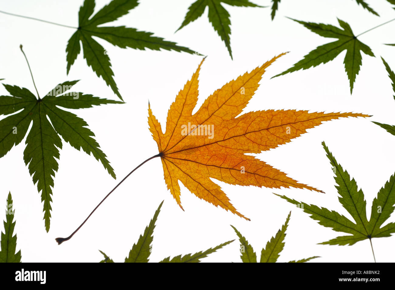 farbige Blätter Nahaufnahme Stockfoto