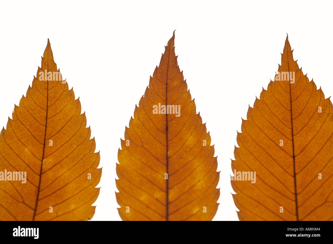 Herbst bunte Blätter Stockfoto