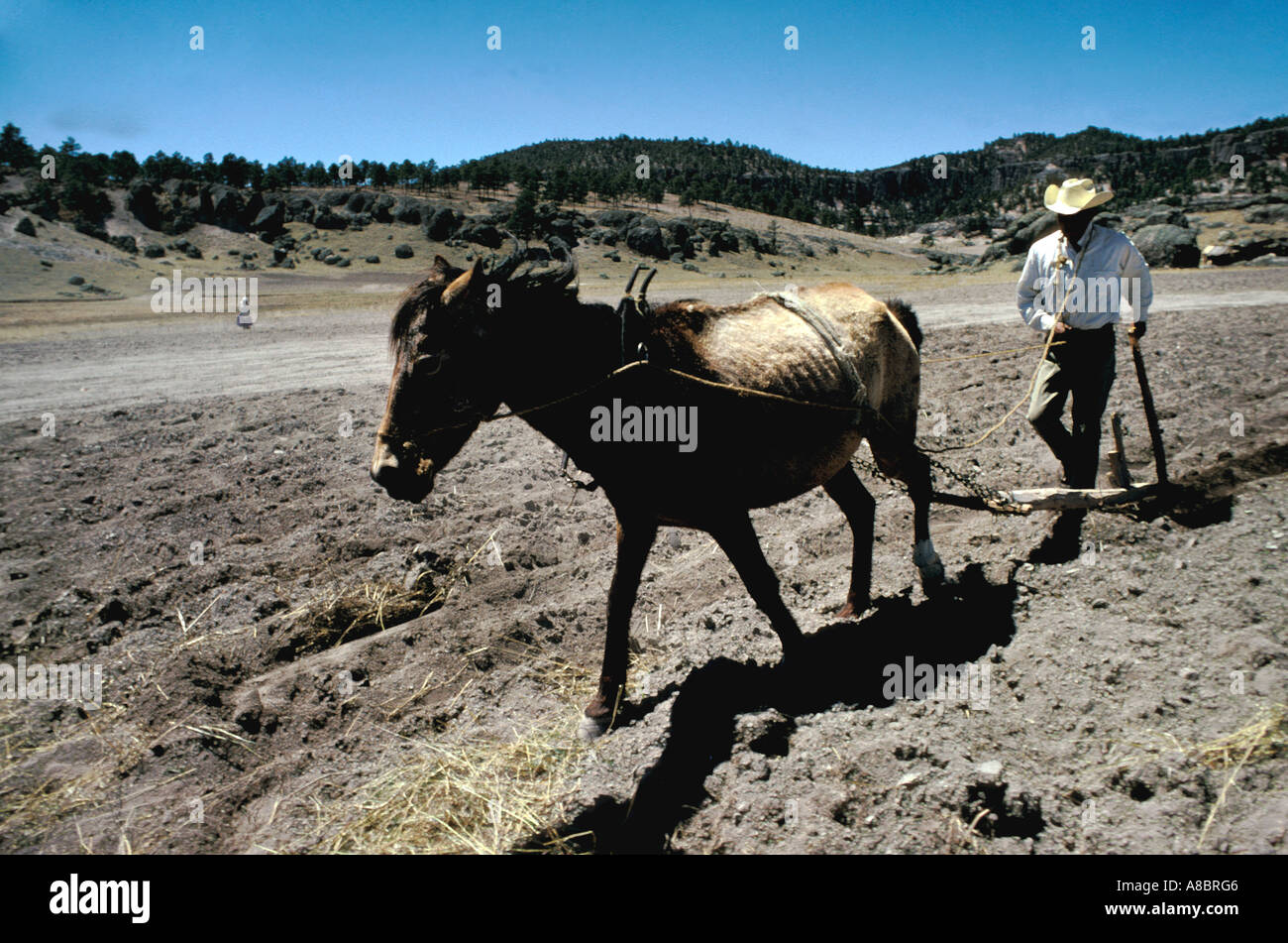 Mexiko-Tarahumara Stamm Indianer säe Korn im Mai in der Nähe von Creel Kupfer Canyon Barranca del Cobre Sierra Madre Occidental Stockfoto