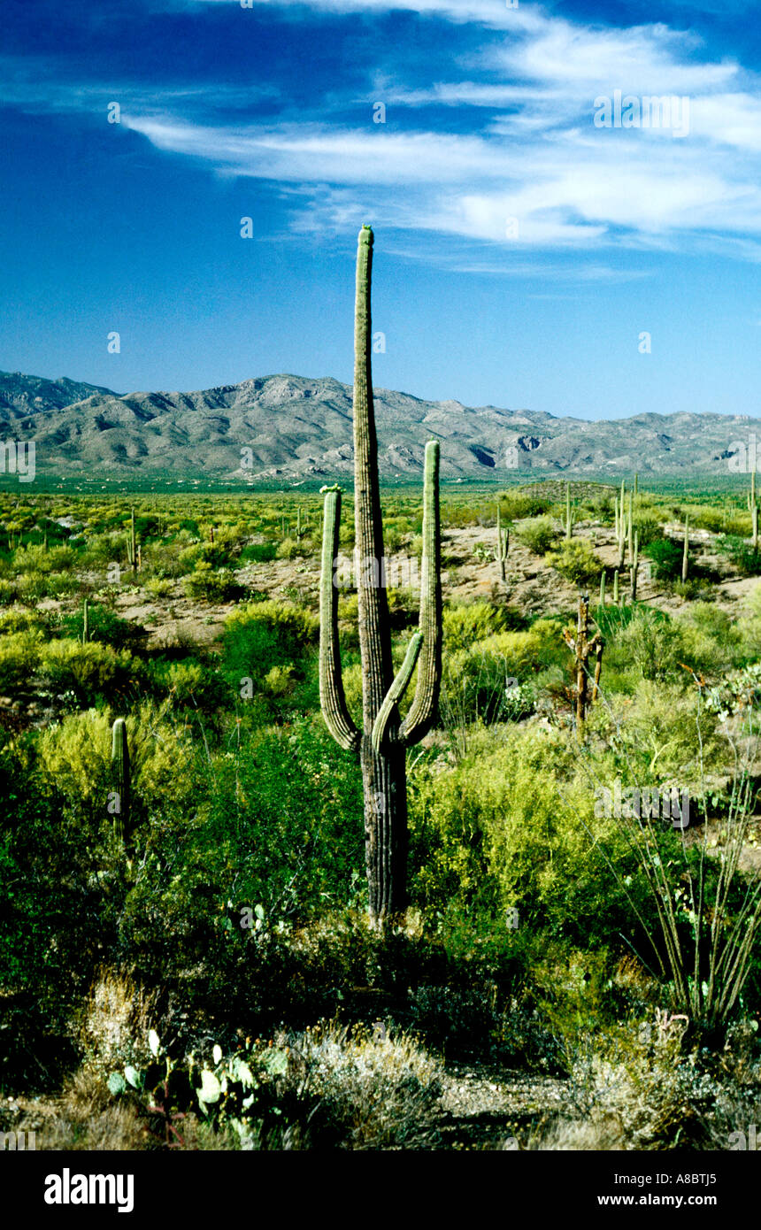 Tucson Arizona Tanque Verde Ranch nahe Stockfoto