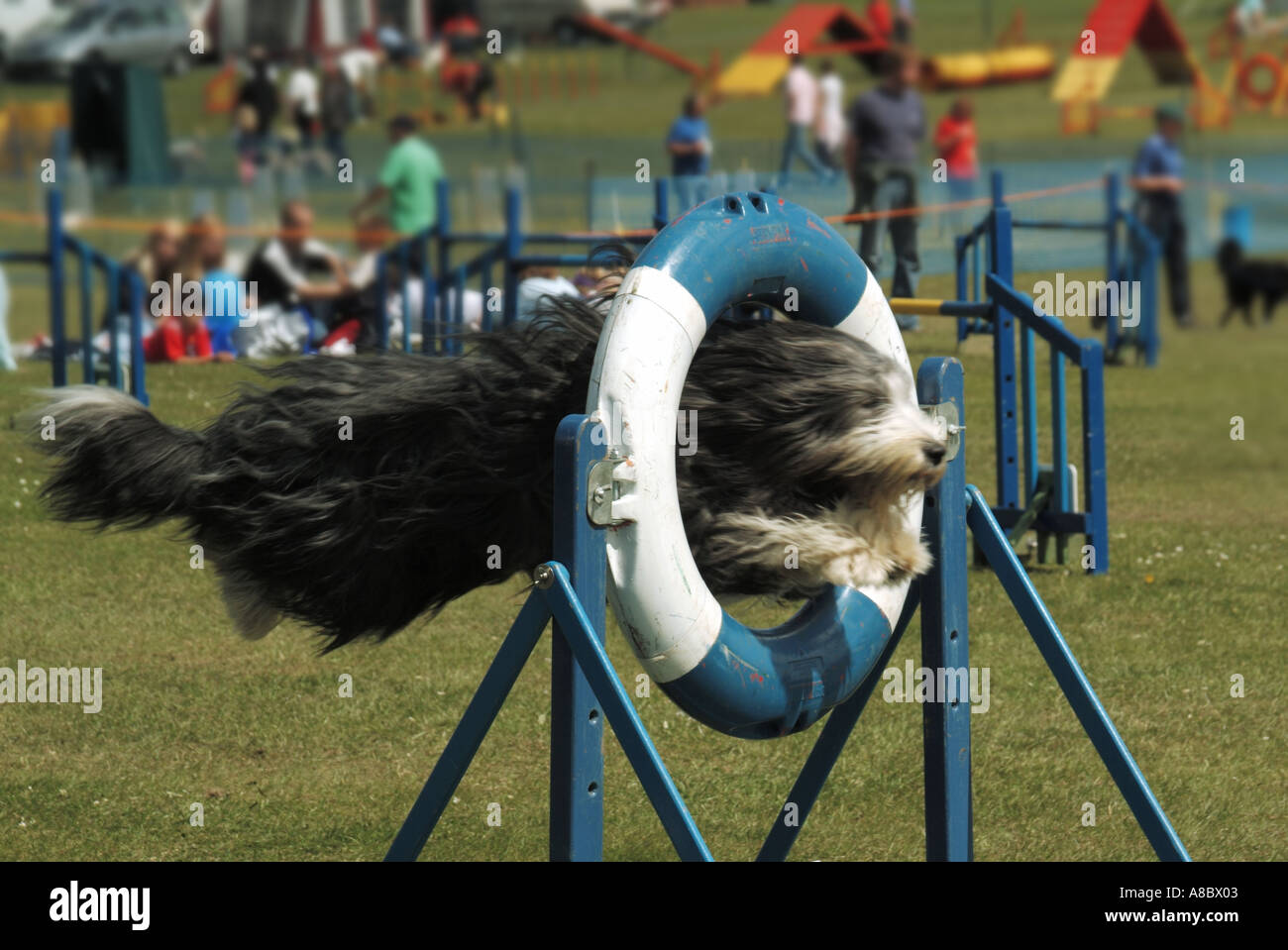 Hund agility Wettbewerb für Border Collie Hund in Aktion schließen durch Hoop mit hoher Geschwindigkeit in Arena Essex England Großbritannien Springen Stockfoto