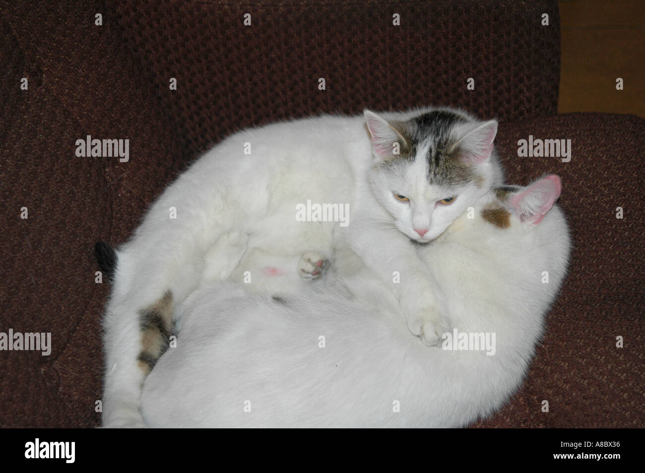 Zwei Katzen einander umarmen Stockfoto