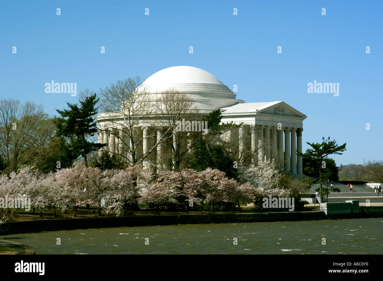 Washington DC Cherry Blossom Festival Kirschblüten und Jefferson Memorial Stockfoto