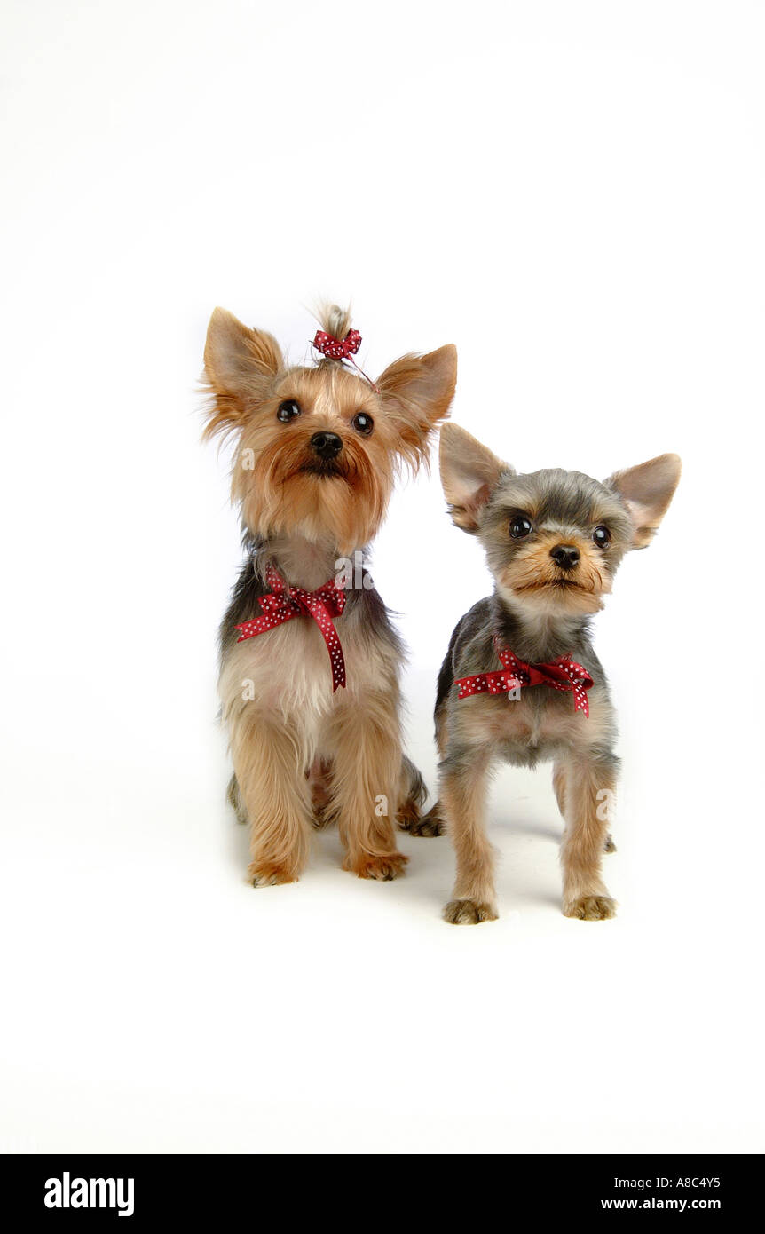 Yorkshire-Terrier Stockfoto