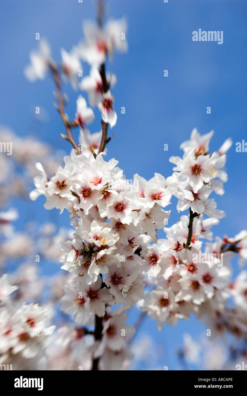 Mallorca Mandel-Blüte Stockfoto