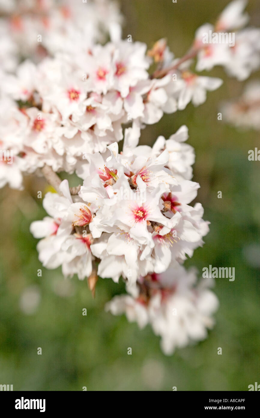 Mallorca Mandel-Blüte Stockfoto