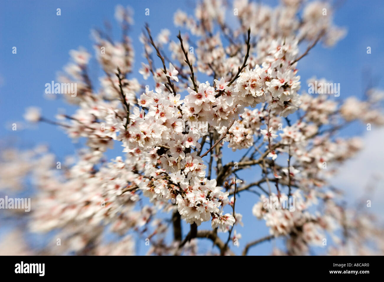 Mallorca Mandelblüte Mallorca Mandel Blüte Stockfoto