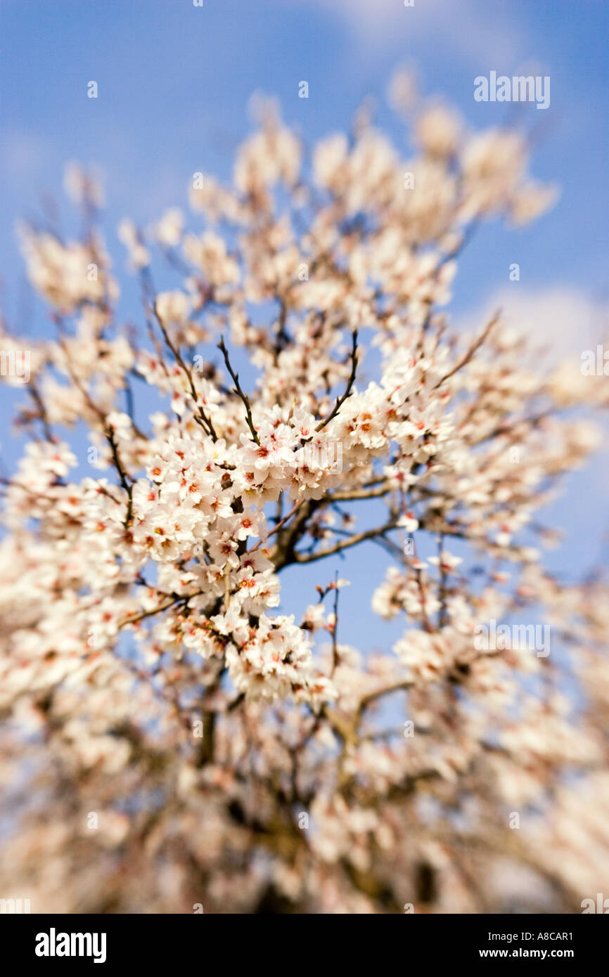 Mallorca Mandel-Blüte Stockfoto