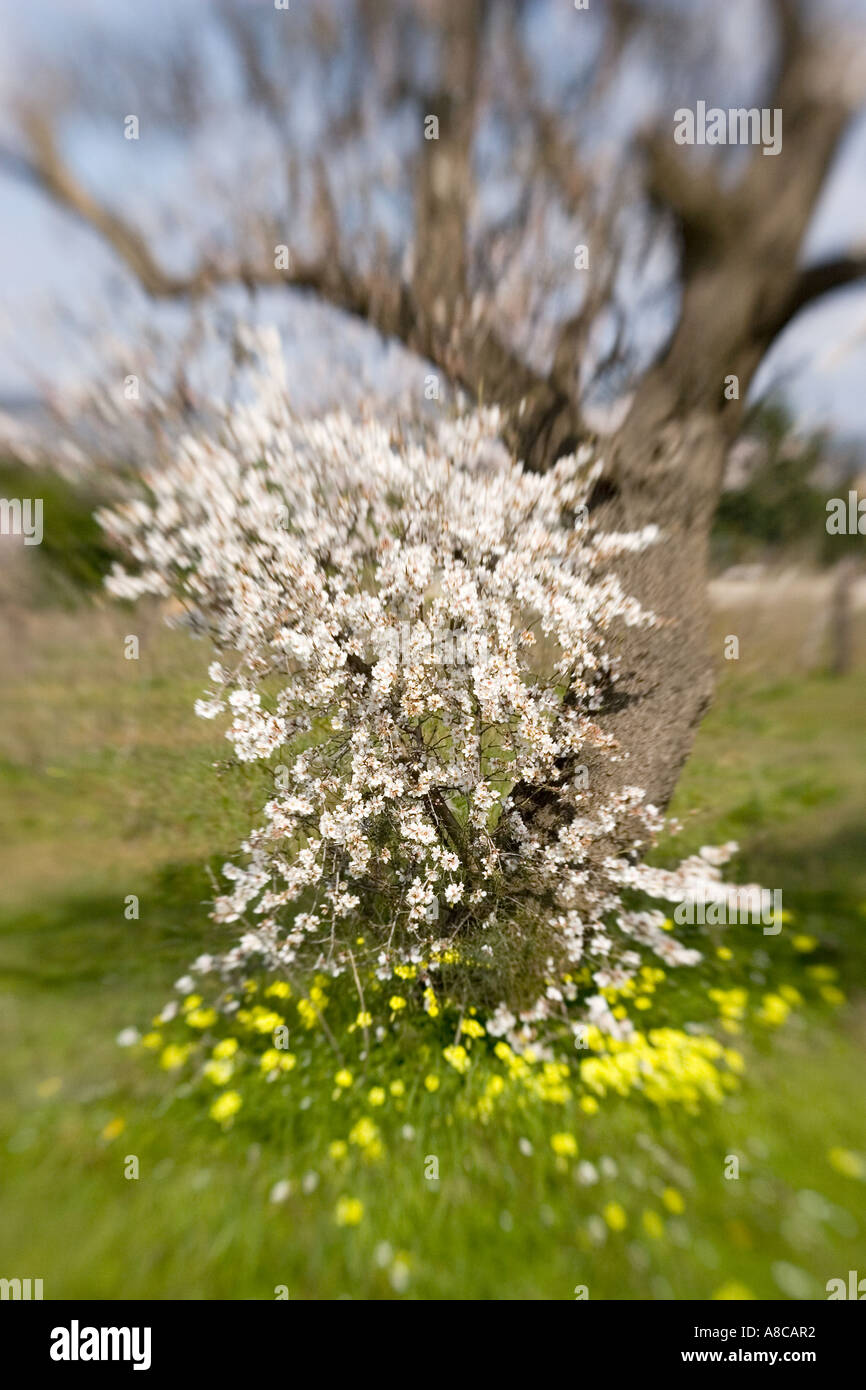 Mallorca Mandel-Blüte Stockfoto