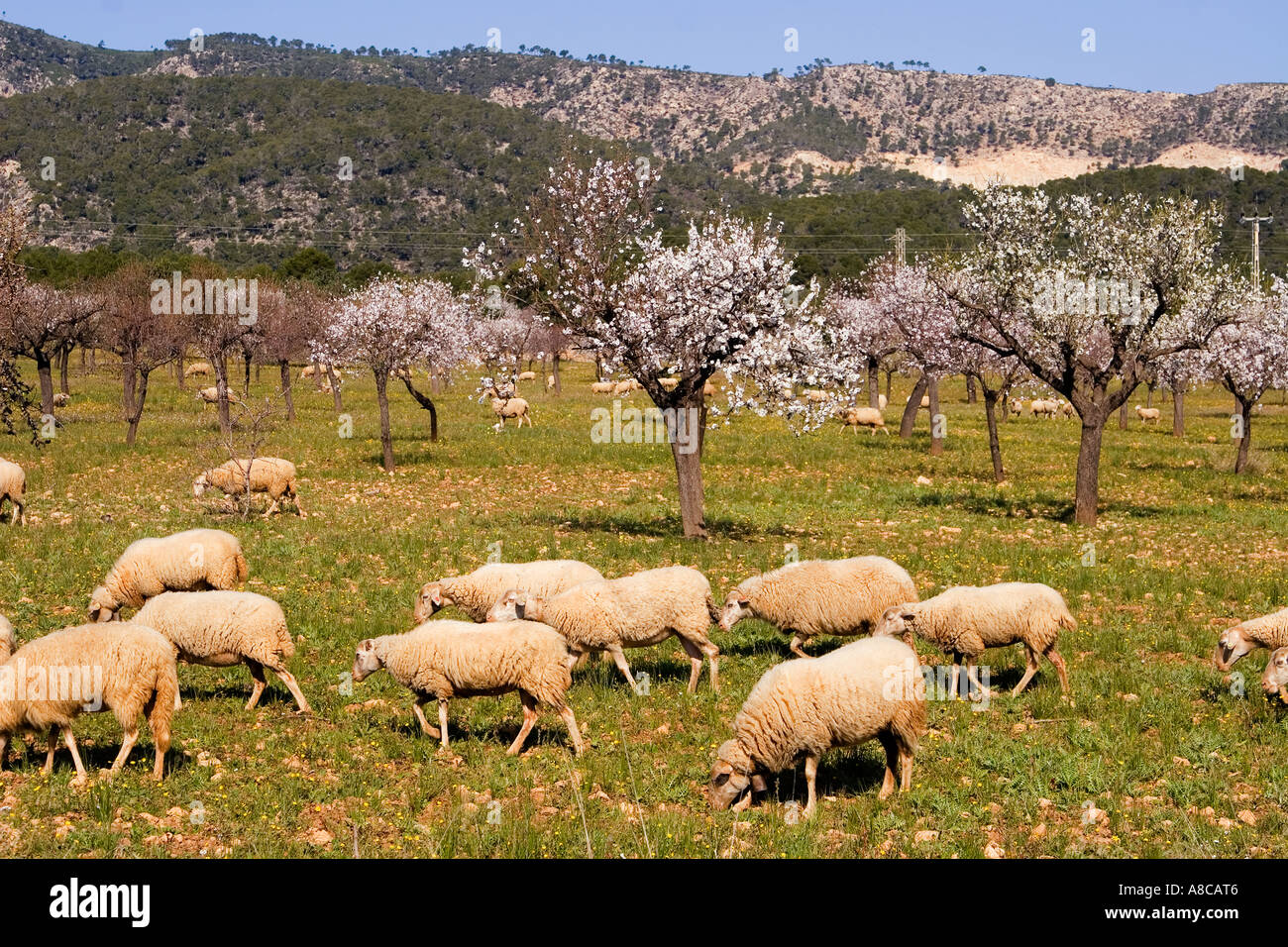 Mallorca Mandelblüte Mallorca Mandel Blüte Stockfoto