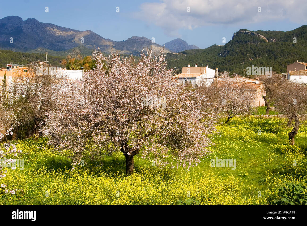 Mallorca Mandel-Blüte Stockfoto