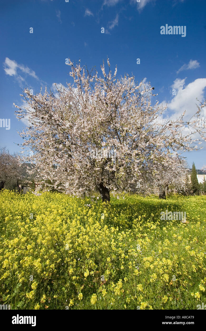 Mallorca Mandel-Blüte Stockfoto