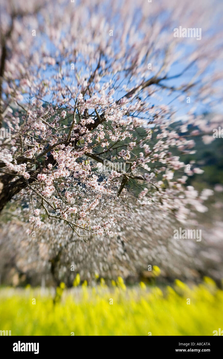 Mallorca Mandel-Blüte Stockfoto