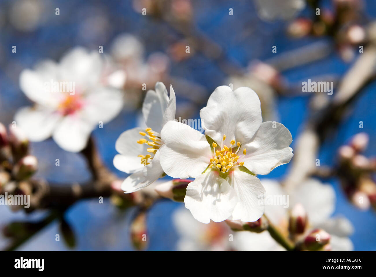 Mallorca Mandel-Blüte Stockfoto