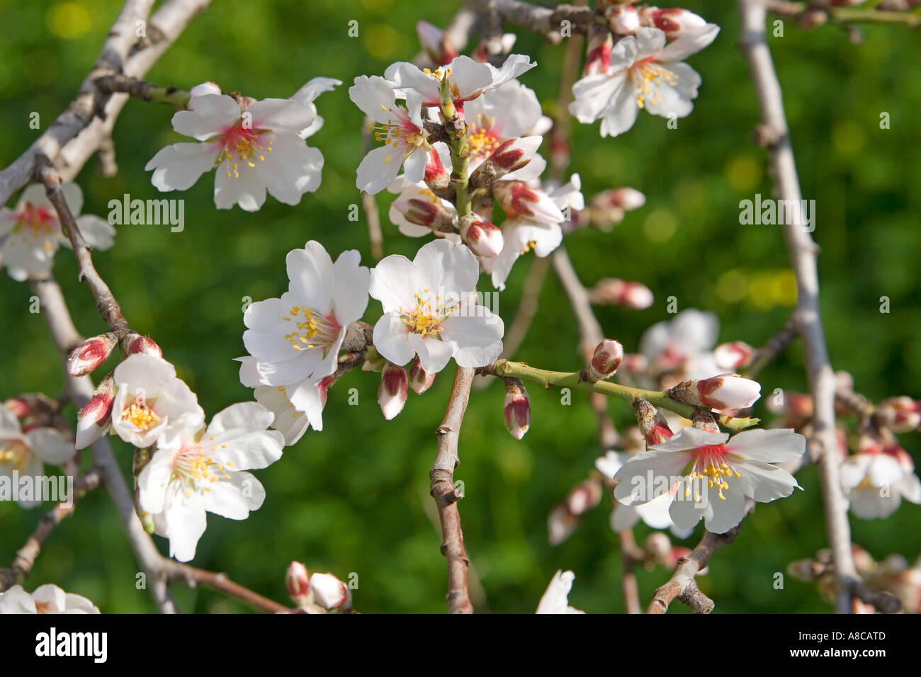 Mallorca Mandel-Blüte Stockfoto
