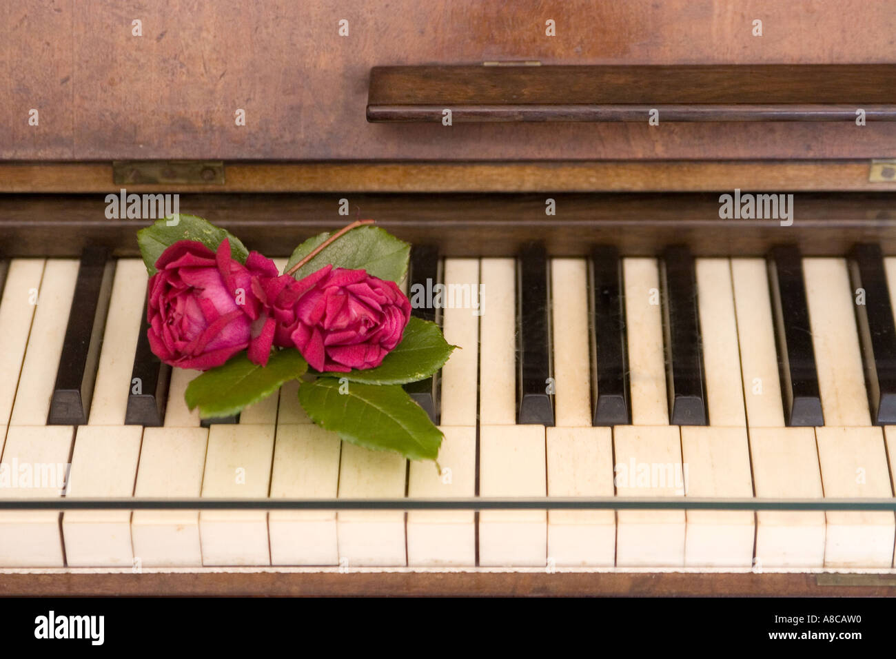Chopin-Museum von Mallorca Kartause Valdemossa Klavier Rosen Stockfoto