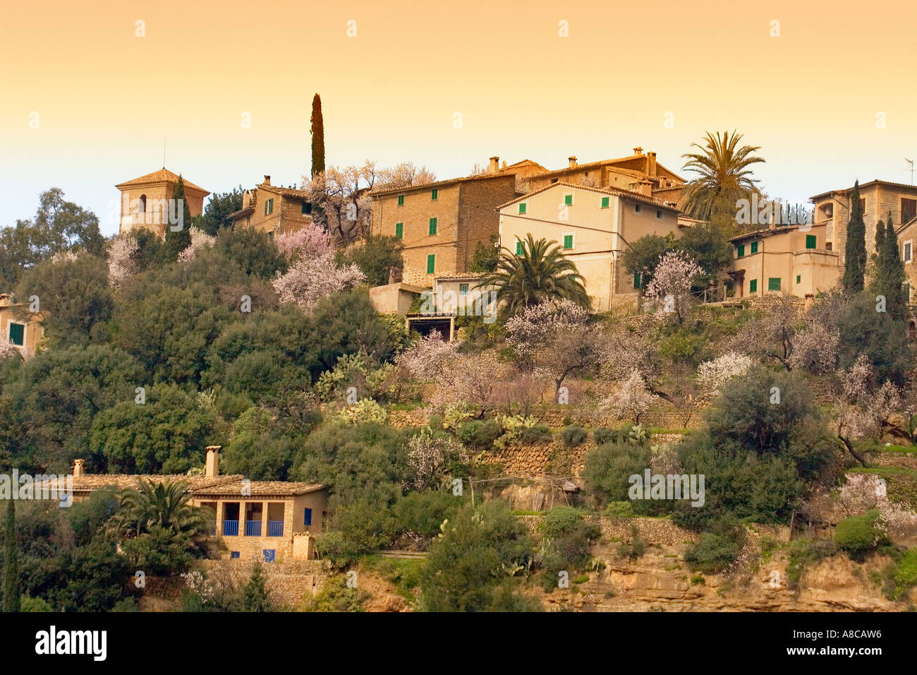 Spanien, Mallorca, Mandelblüte in Deia Stockfoto