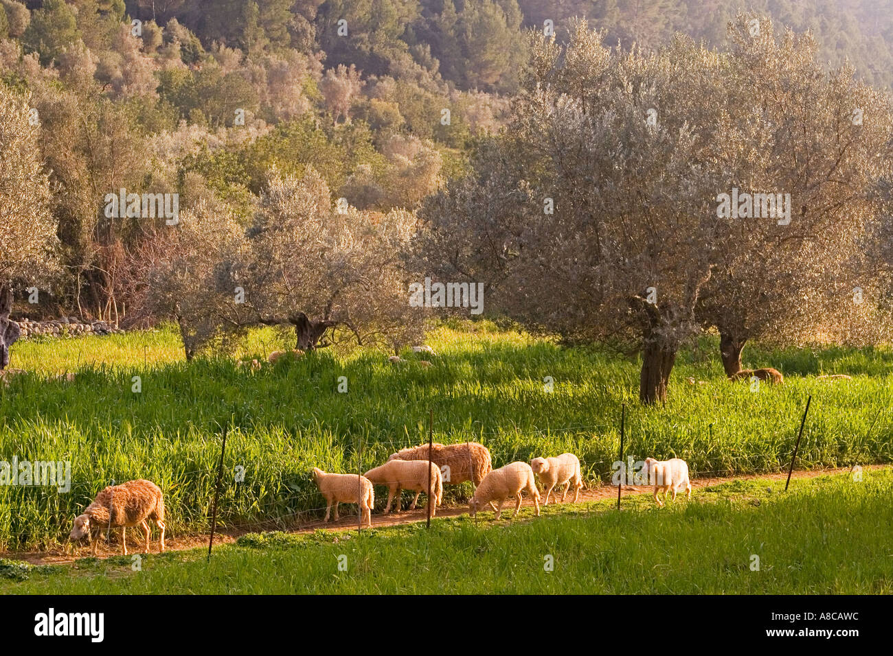Mallorca Mandel-Blüte Stockfoto