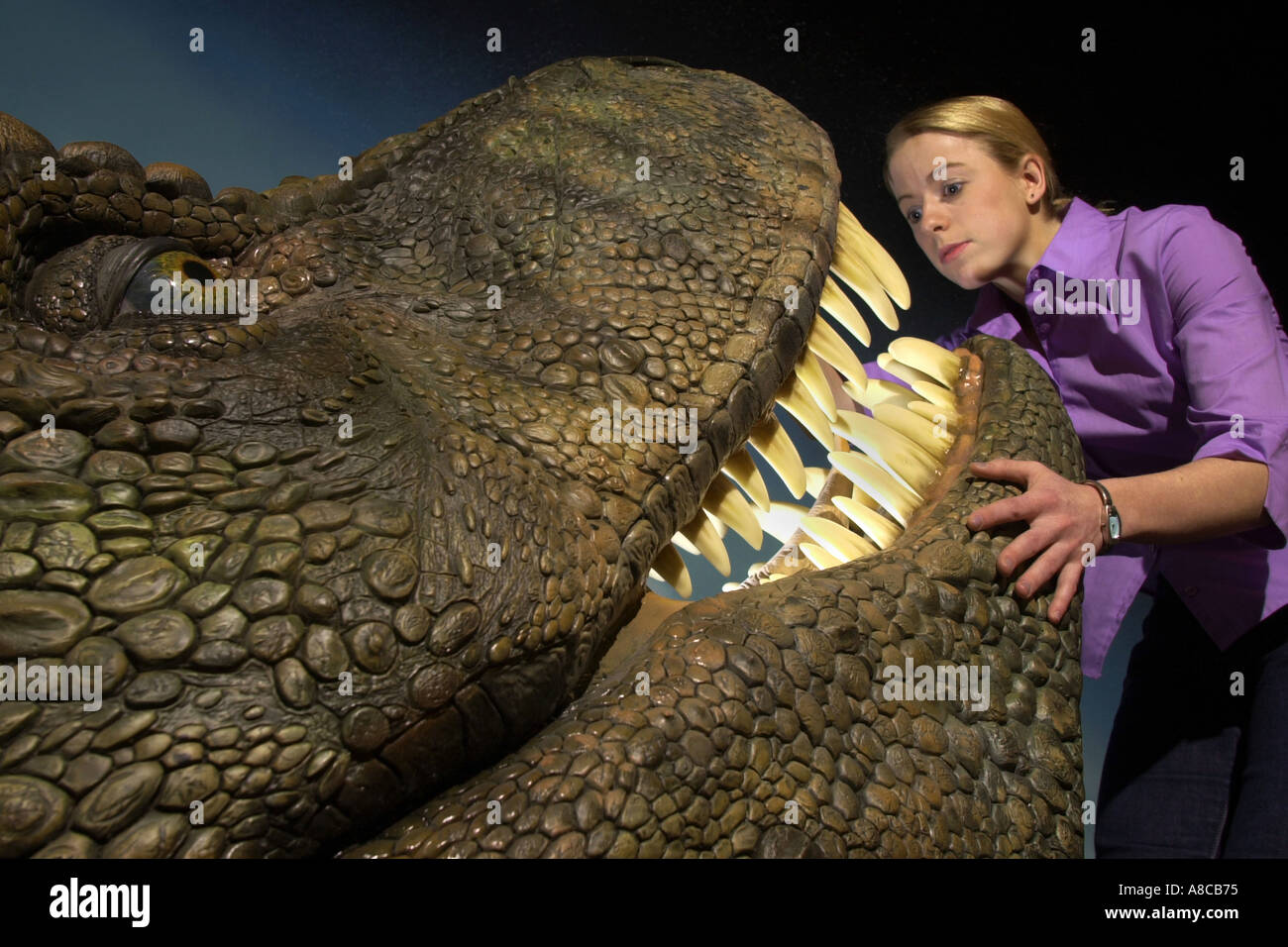 Kopf eines Tyrannosaurus Rex für Ausstellung im National Museum Galerien von South Wales Cardiff UK Stockfoto