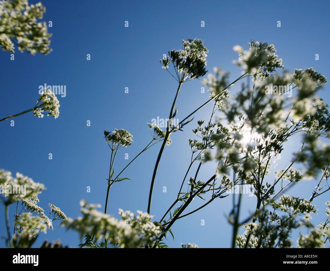 Beleuchtete Kuh Petersilie oder wilden Kerbel gegen blauen Himmel kann in den Niederlanden Anthriscus Sylvestris Stockfoto