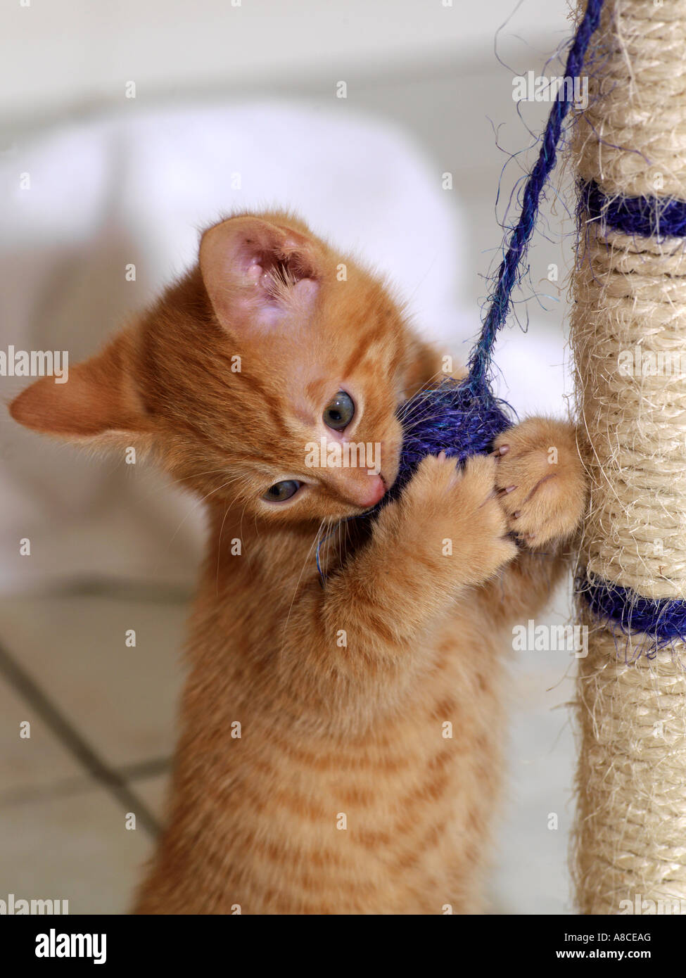 Ginger Kitten mit Kratzen Posten fünf Wochen alt Stockfoto