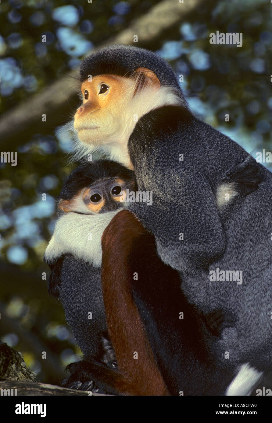 Rot Schaft-Douc Languren Pygathrix Nemaeus Nemaeus Captive weiblich und baby Stockfoto