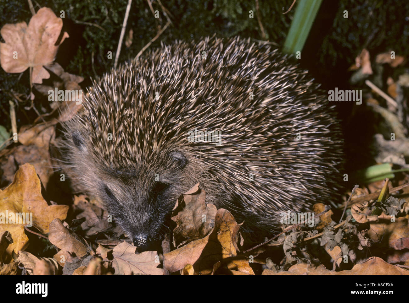 Europäische Igel Erinaceus europaeus Stockfoto