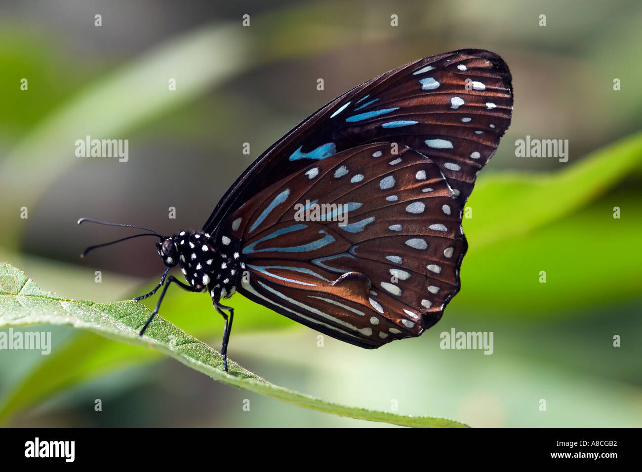 Blau-weiß gefleckte braune Schmetterling Stockfoto