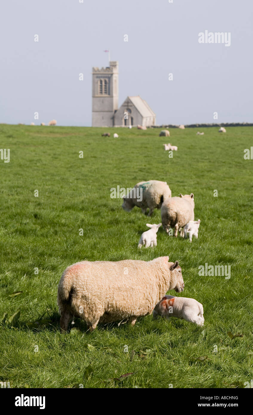 UK Lundy Island Schafe grasen auf der Wiese vor St. Helenas Church Stockfoto