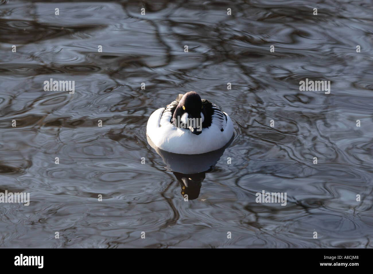 Goldenes Auge männlich. Bucephala clangula Stockfoto