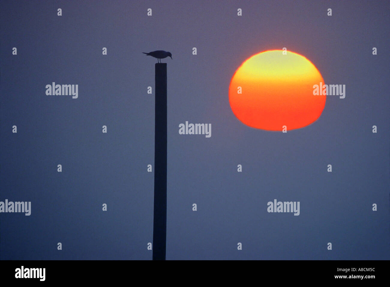 Möwe auf Pole digitale Komposition Stockfoto