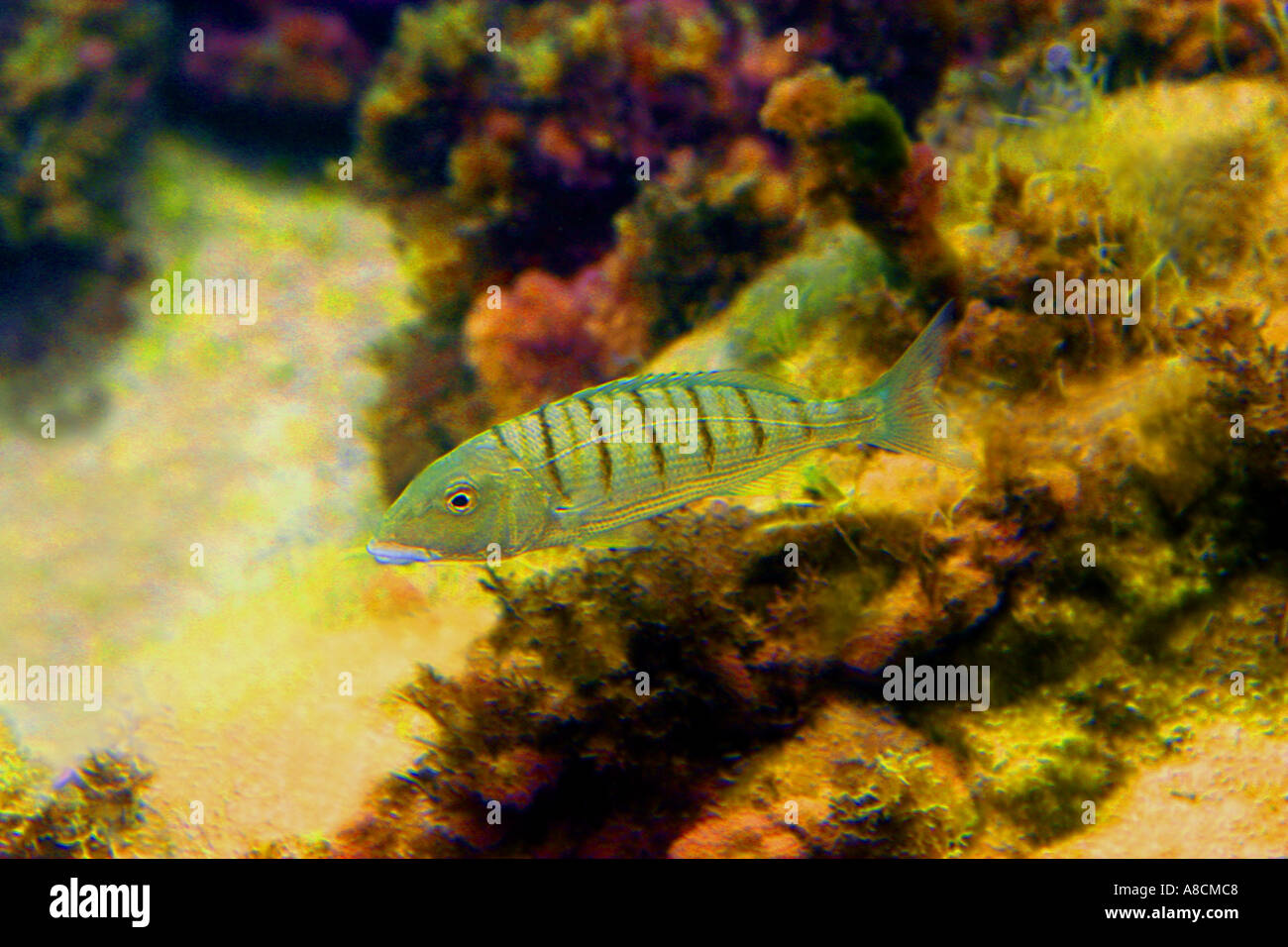 Goldbrasse im Flachwasser auf Chalkidiki in Griechenland Stockfoto