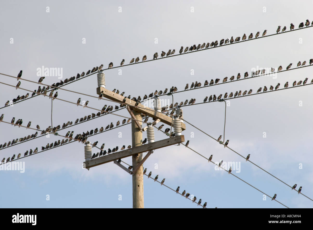 VÖGEL AUF ELEKTRO- UND TELEFON LINIEN BEI TELEPHONE POLE IN SÜDWEST FLORIDA Stockfoto