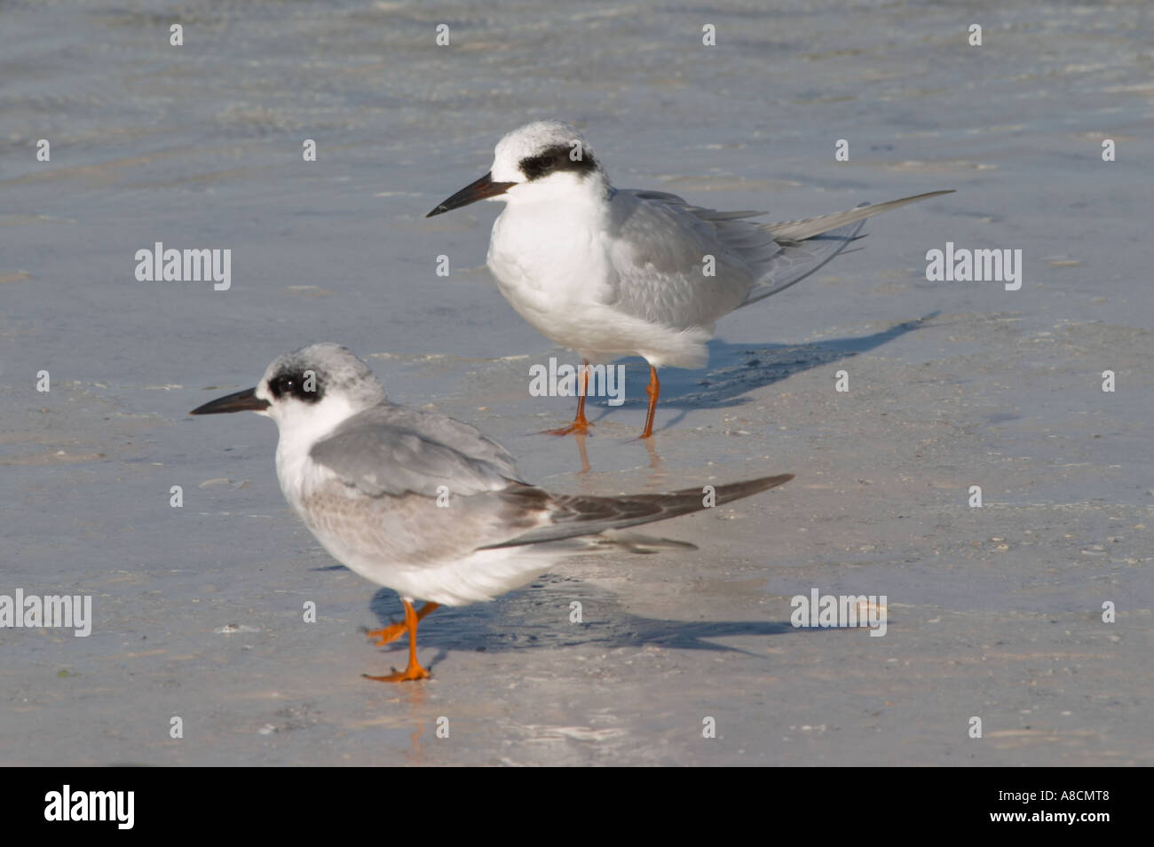 FORSTER S TERN STERNA FORSTERI AUF SIESTA KEY BEACH GOLF VON MEXIKO IN FLORIDA Stockfoto