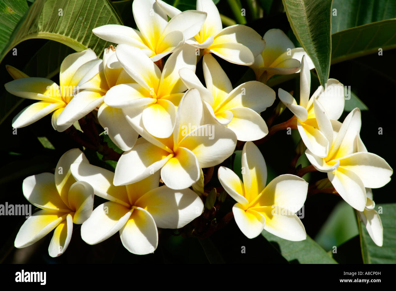 Frangipani Blume.  Plumeria Alba. Südafrika Stockfoto