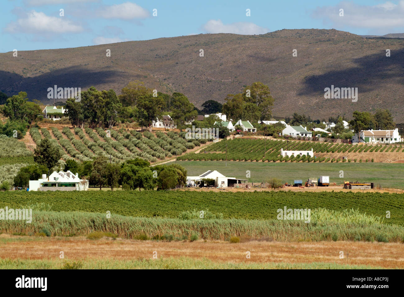 Stadt Von Mcgregor Western Cape Sudafrika Weinberge Landwirtschaft Stockfotografie Alamy