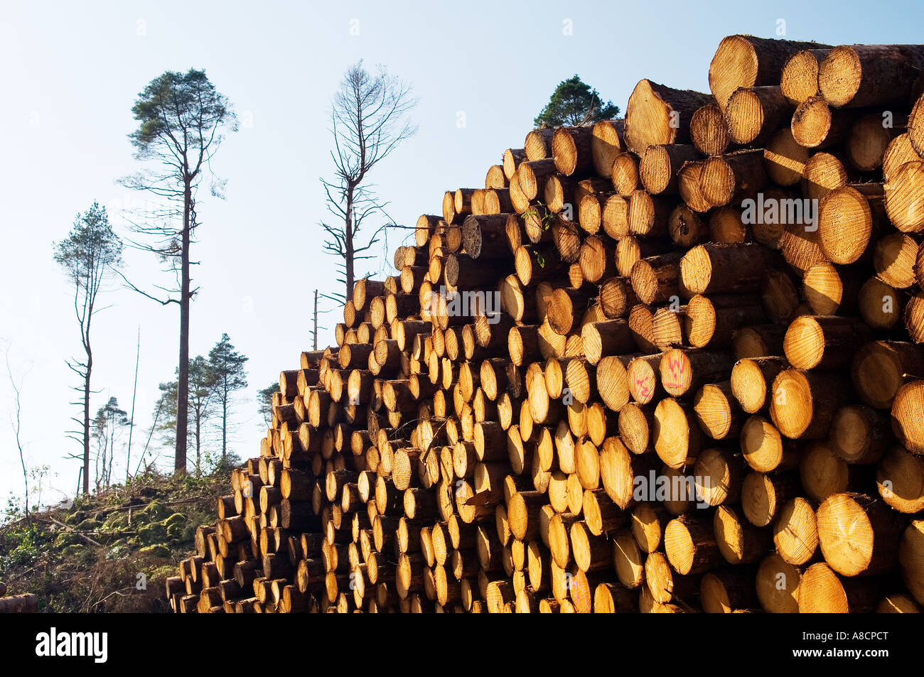 Weichholz Forstwirtschaft Nadelbaum Holz Baum Protokollierung protokolliert in Glen Carron, NE von Kyle of Lochalsh in den schottischen Highlands, Schottland Stockfoto