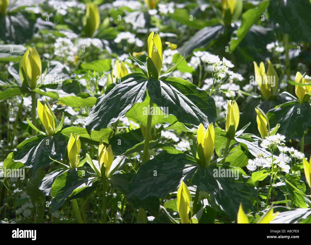 Gelbe Trilliums wächst in den Great Smoky Mountains National Park Stockfoto