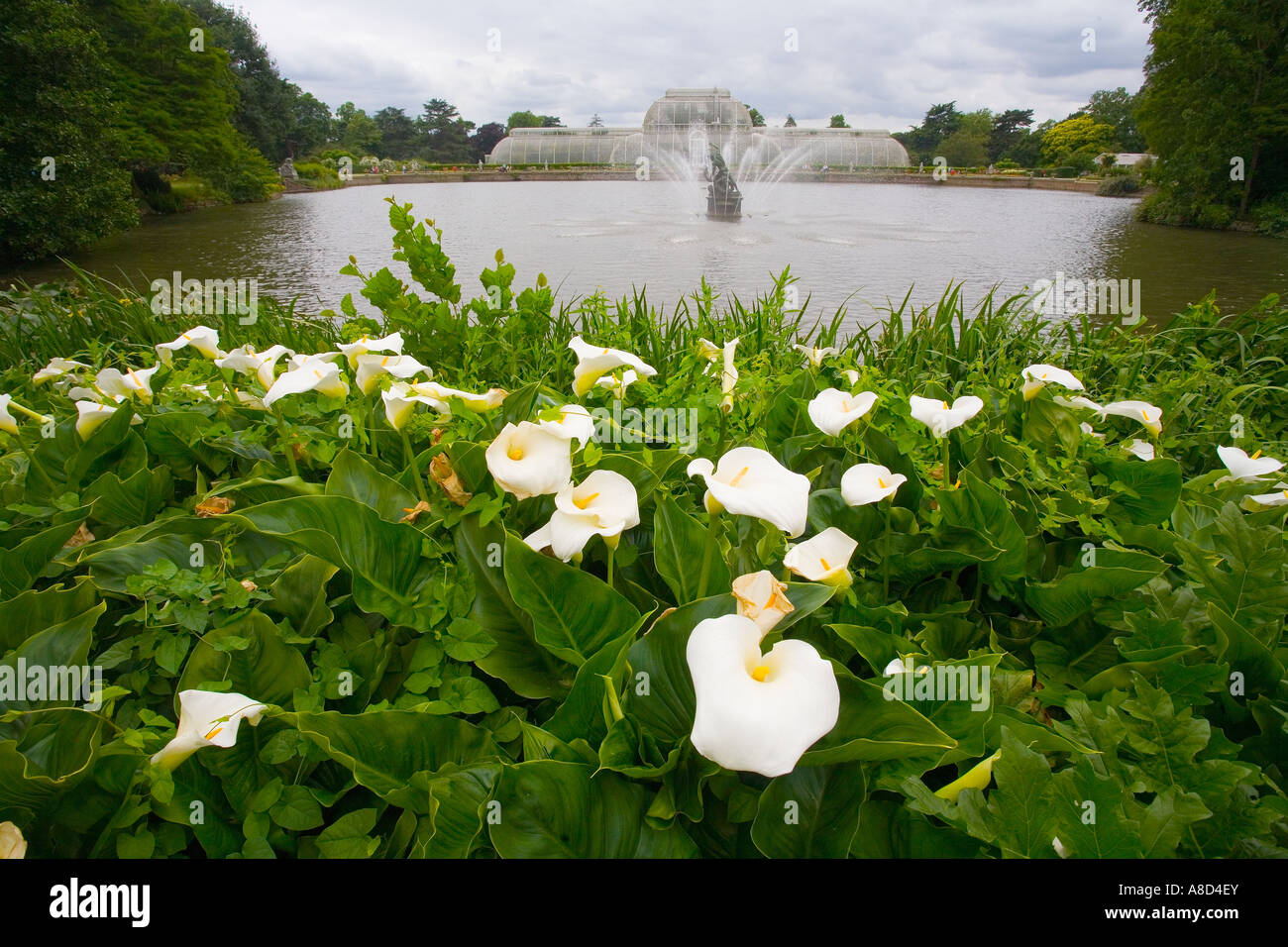 Kew Gärten Palme Haus mit Aurum Lilien im Vordergrund mit See Stockfoto