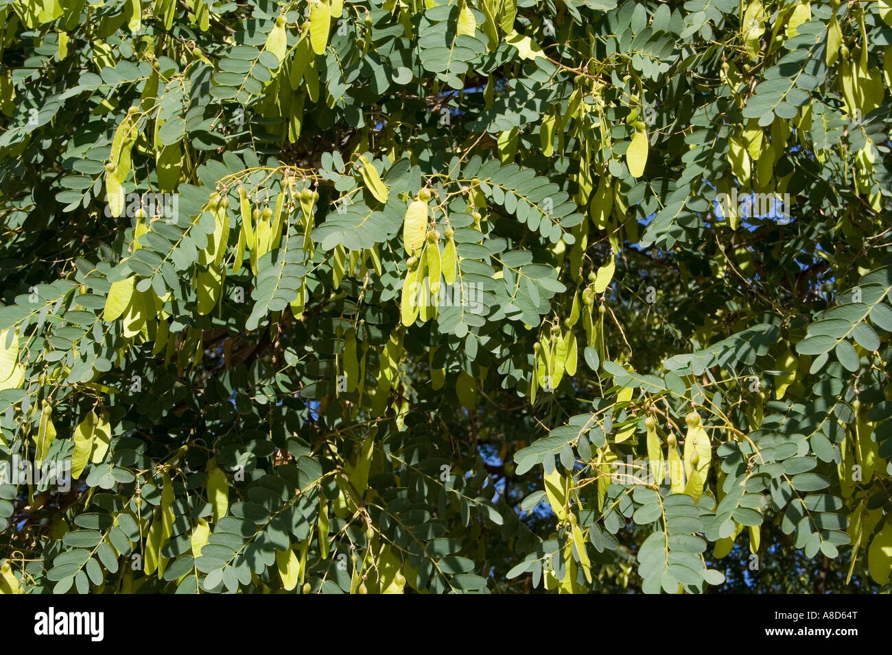 Baum-Tipuana Tipu, Rosenholz, mit Blättern und geflügelte Samen Stockfoto