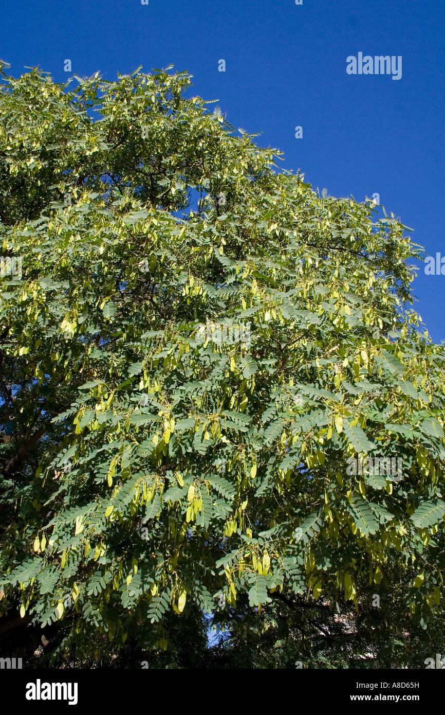 Baum-Tipuana Tipu, Rosenholz, mit Blättern und geflügelte Samen Stockfoto