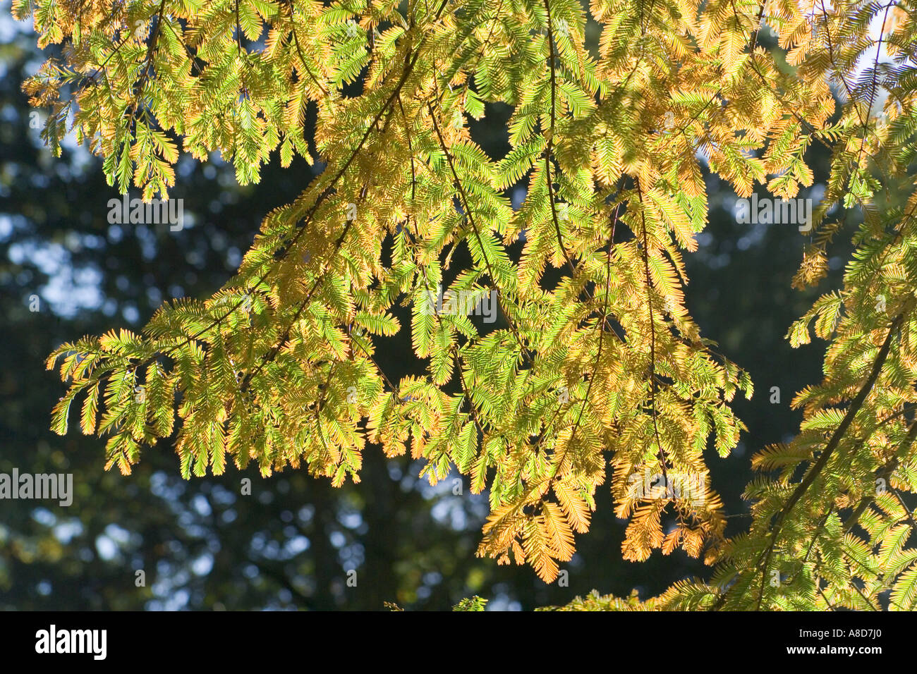Herbstfarben im Westonbirt Arboretum, Gloucestershire Stockfoto