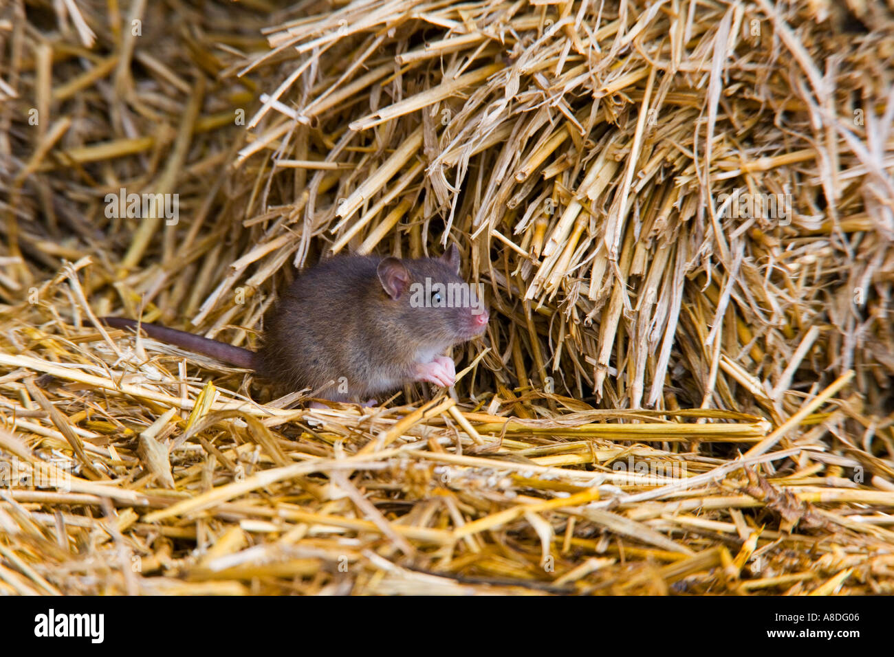 Junge braune Ratte Rattus Norvegicus Stroh Ashwell Hertfordshire Warnung auf Stockfoto