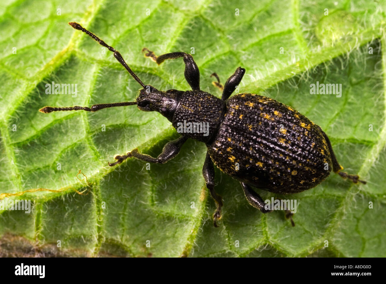 Die schwarzen Dickmaulrüssler Otiorhynchus Sulcatus Fabricius auf Blatt Potton bedfordshire Stockfoto