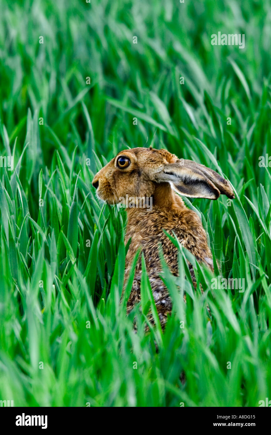 Brauner Hase Lepus Europaeus stehend im Maisfeld suchen Warnung mit Ohren zurück Therfield hertfordshire Stockfoto