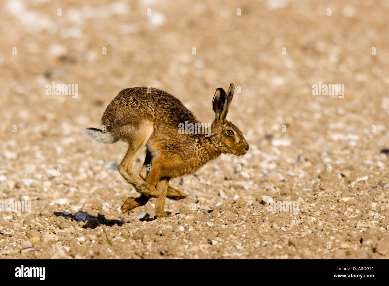 Braune Hare Lepus Europaeus quer durch kultivierte Feld Therfield hertfordshire Stockfoto